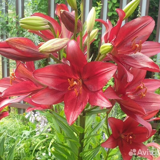 Многолетники для сада цветы