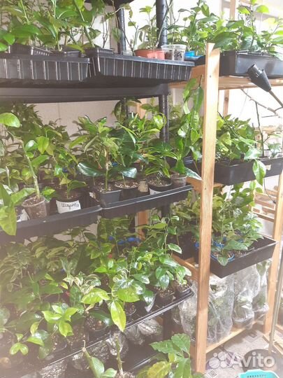 Лимон, мандарин, лавр