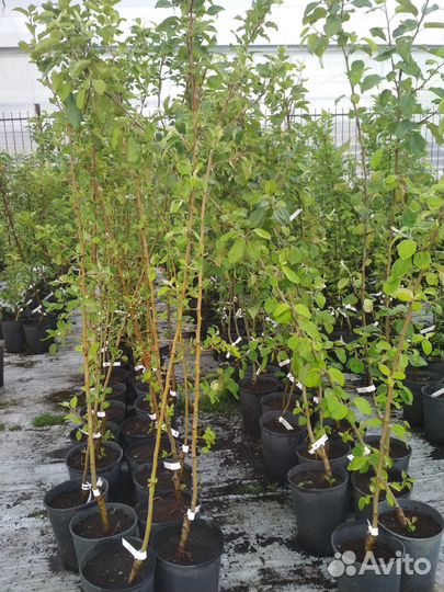 Саженцы яблони, груши, малины в ассортименте