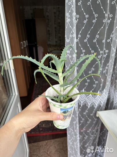 Алоэ столетник