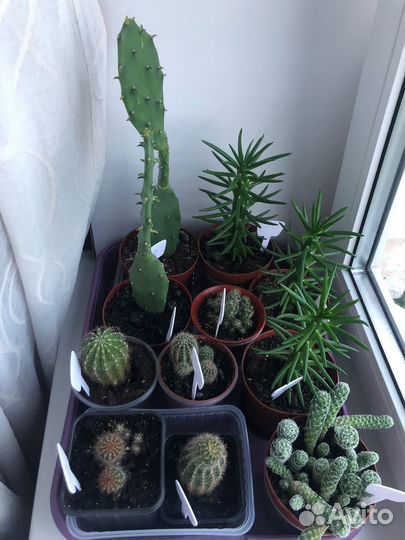 Кактус Маммилярия Опунция Аустроцилиндропунция