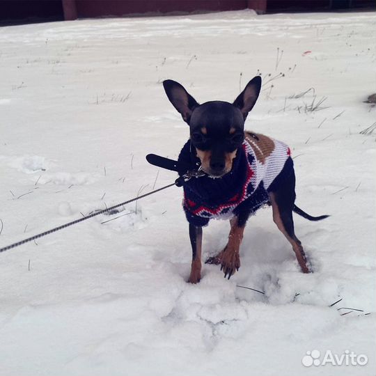 Мини той-терьер вязка ищем жениха