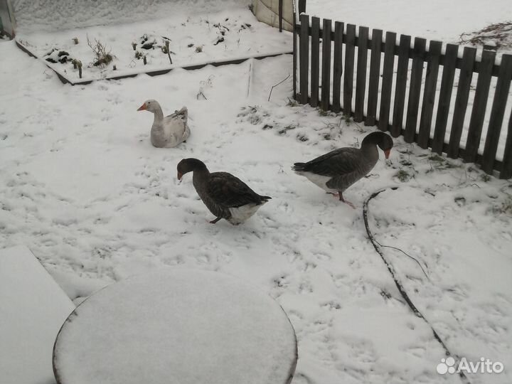 Три гусыни один гусак