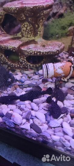 Сомики анциструсы