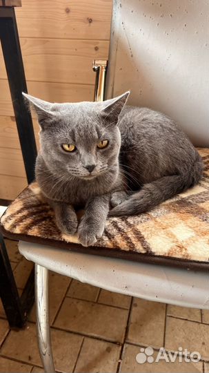 Британский котик