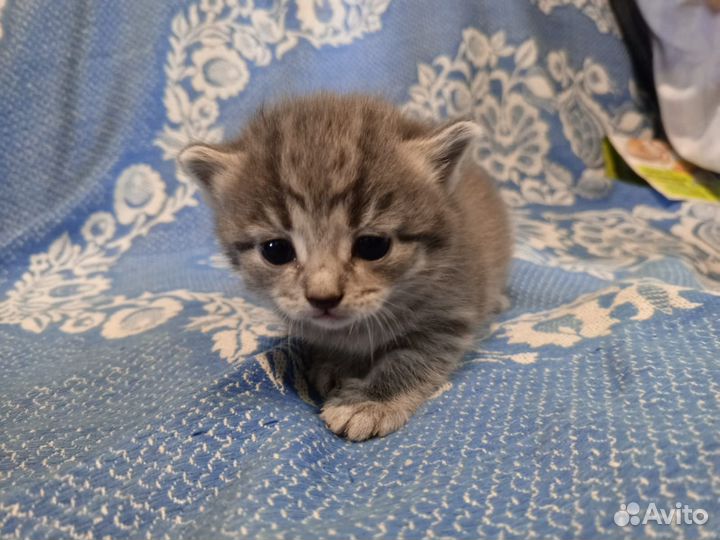 Кошка в дар бесплатно