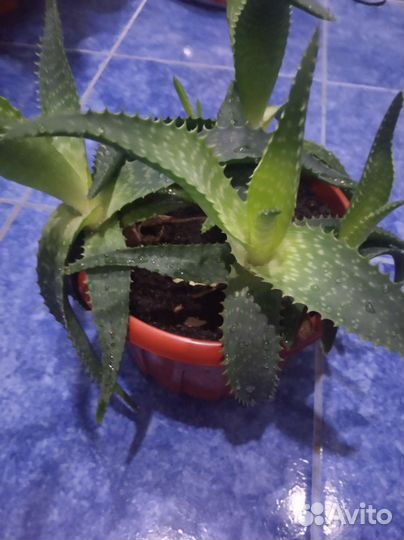 Алоэ древовидное