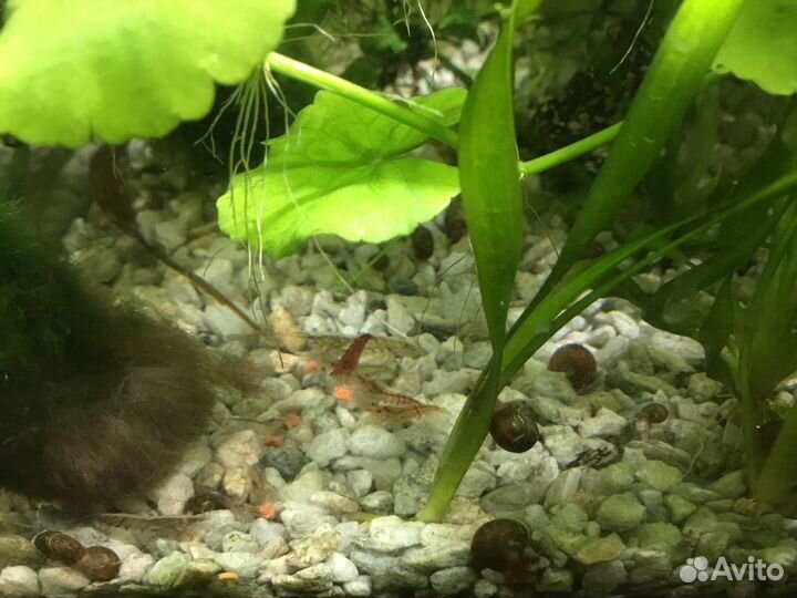 Креветки вишни, моллинезии лирохвостые, скалярия