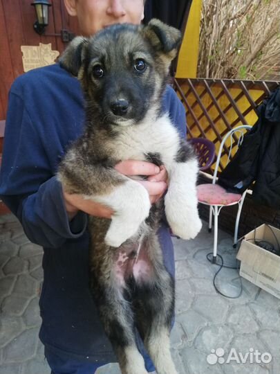 Мальчик в добрые ручки