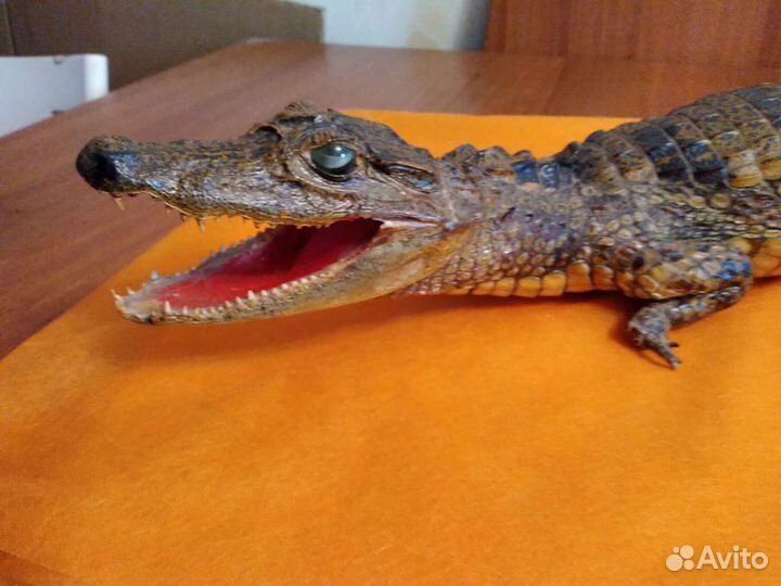 Чучело аллигатора