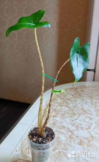 Aлоказия Zebrina Siberian Tiger