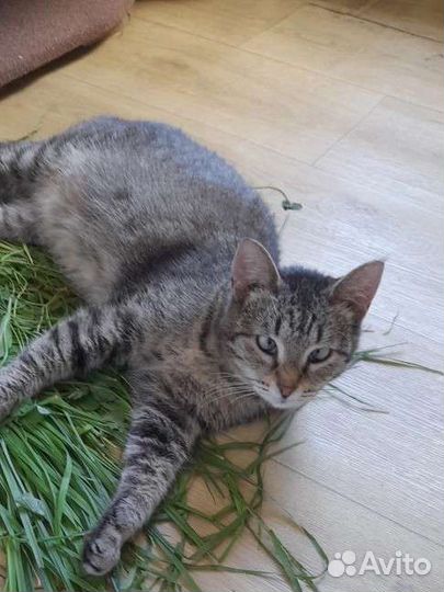 Милая коси