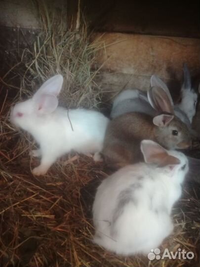 Продам кроликов