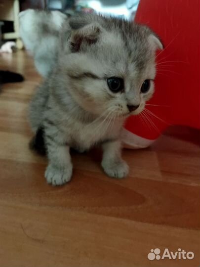 Шотландская вислоухая табби пятно