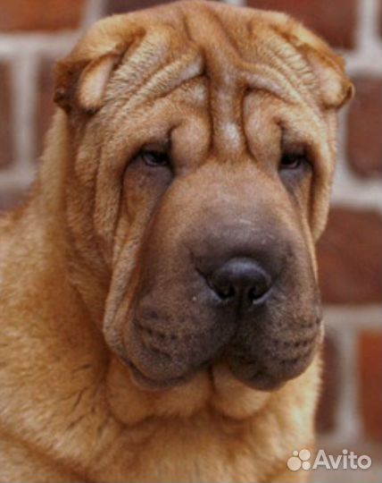 Метис шарпея