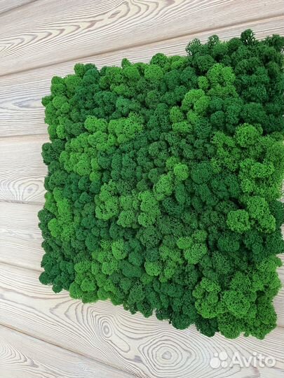 Панно из стабилизированного мха