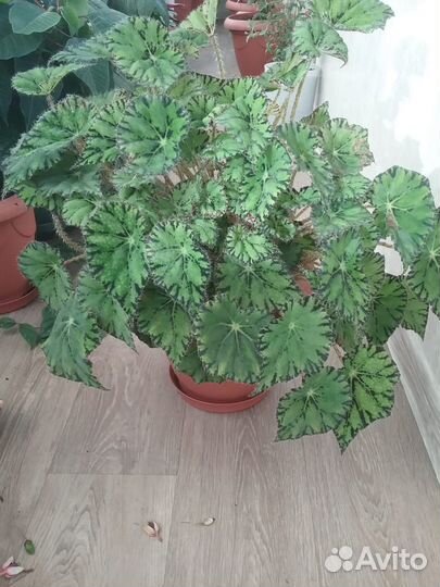 Цветы в горшках