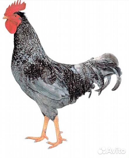 Цыплята Доминант Голубой 107