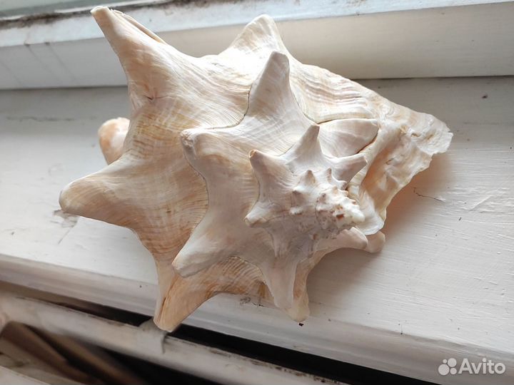 Большая ракушка 23см