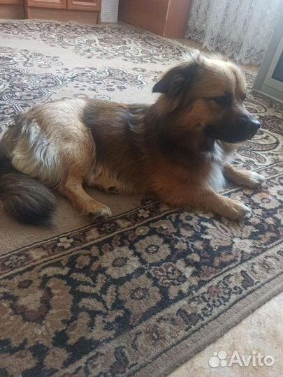 Щенок в добрые руки бесплатно маленькая порода