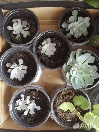 Комнатные цветы