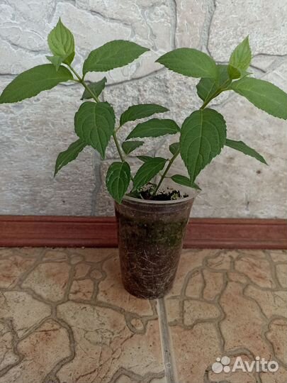 Садовые цветы и растения