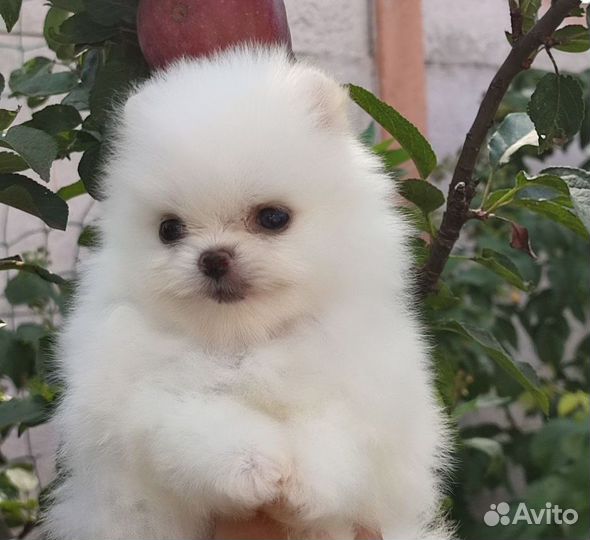 Померанский шпиц мини щенок