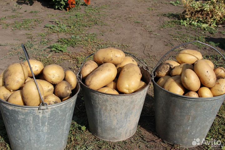 Картофель