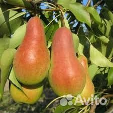 Талгарская красавица