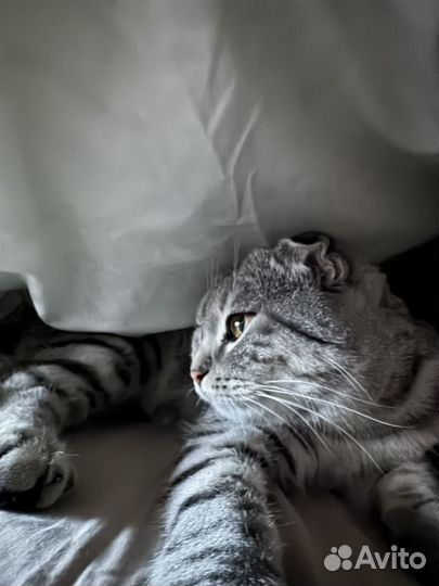 Вязка (вислоухая шотландская)