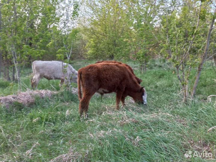 Бычки на продажу