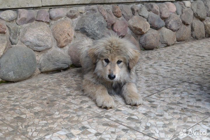 Метис тибетского мастифа