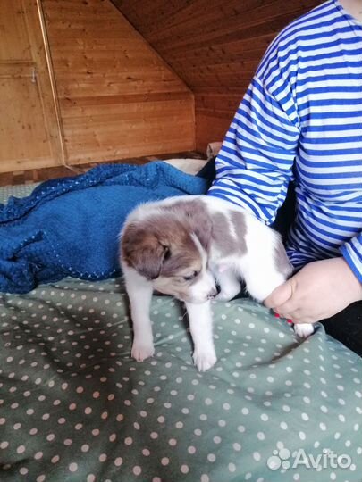 Щенки в добрые руки