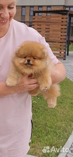 Настоящий померанец