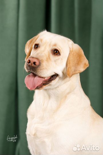 Щенки лабрадора палевые документы РКФ