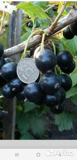 Смородины,земляники крупной саженцы