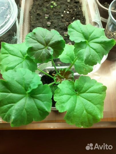 Пеларгония герань