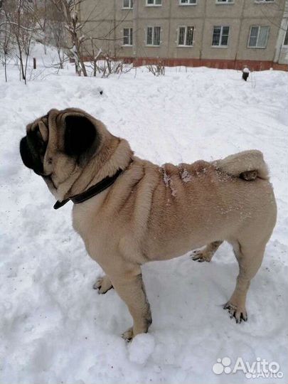 Мопс для вязки