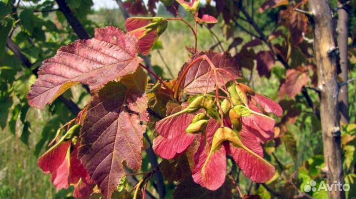 Клен Татарский