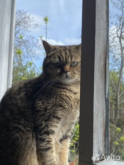 Кот