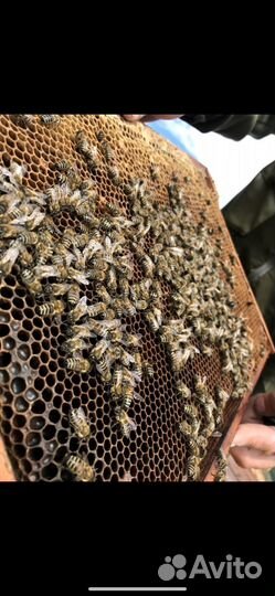 Мёд натуральный