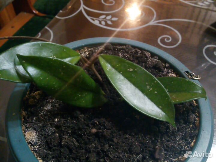 Хойя восковая