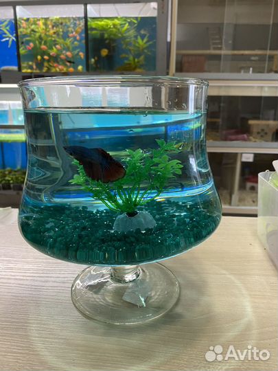 Аквариум бокал 3 л
