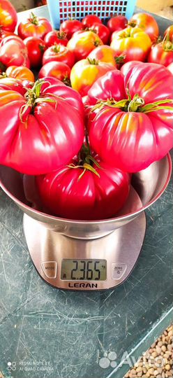 Семена сортовых томатов