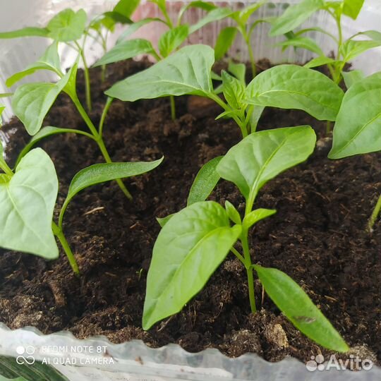 Продам рассаду