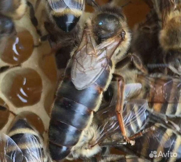 Пчеломатка плодная Карника F1 2024г