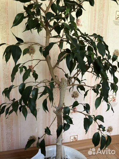 Фикус бенджамина