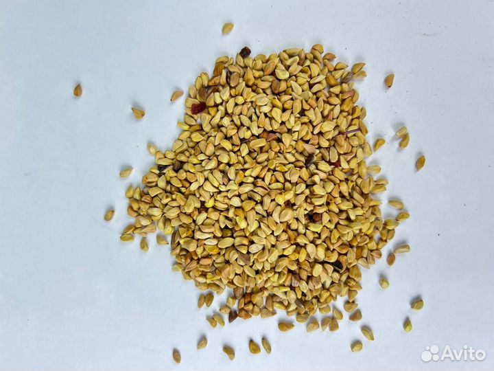 Шиповник / Семена шиповника