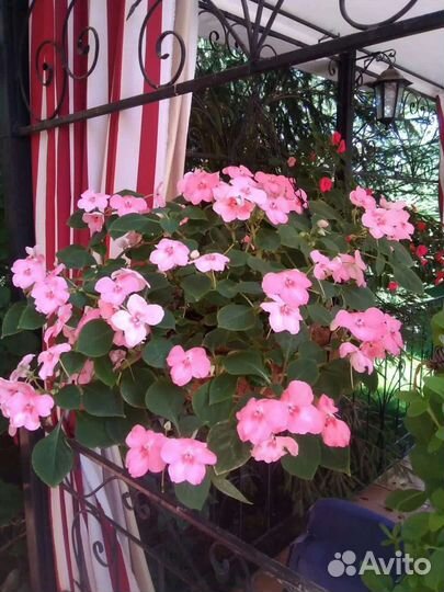 Бальзамин Уоллера