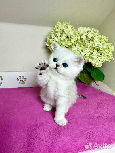 Шиншилловые девочки прямоушки и вислоушки